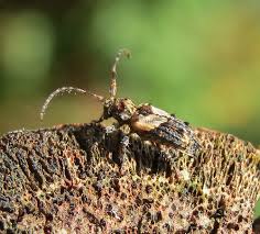 Attēlu rezultāti vaicājumam “Pogonocherus hispidulus”