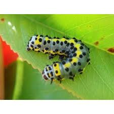 Attēlu rezultāti vaicājumam “Diloba caeruleocephala larva”