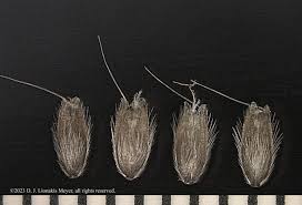 Attēlu rezultāti vaicājumam “Alopecurus aequalis”