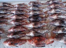 Image result for Pterois volitans