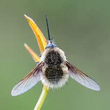 Attēlu rezultāti vaicājumam “Bombyliidae”