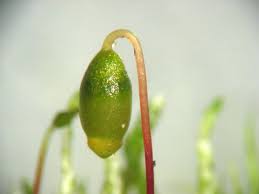 Attēlu rezultāti vaicājumam “Bryum argenteum sporophyte”