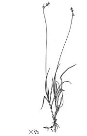 Attēlu rezultāti vaicājumam “Carex loliacea leaf”