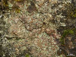 Attēlu rezultāti vaicājumam “Trapelia coarctata”