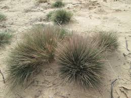 Attēlu rezultāti vaicājumam “Corynephorus canescens”