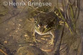 Attēlu rezultāti vaicājumam “Pelophylax”