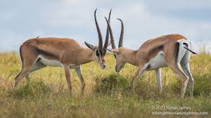 Attēlu rezultāti vaicājumam “Lepus sp.”