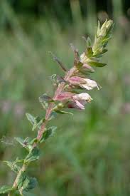 Attēlu rezultāti vaicājumam “Odontites vulgaris”