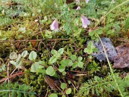 Attēlu rezultāti vaicājumam “Linnaea borealis”