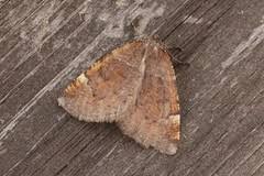 Attēlu rezultāti vaicājumam “Epirranthis diversata”