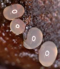 Attēlu rezultāti vaicājumam “Enteridium olivaceum plasmodium”