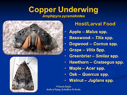 Attēlu rezultāti vaicājumam “Amphipyra”