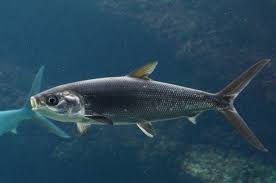 Image result for Chanos chanos