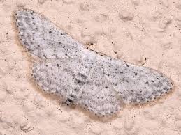 Attēlu rezultāti vaicājumam “Idaea seriata”