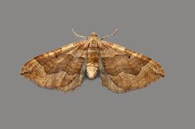 Attēlu rezultāti vaicājumam “Pelurga comitata”