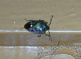 Attēlu rezultāti vaicājumam “Zicrona caerulea”