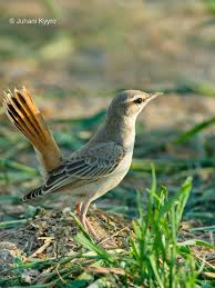 Image result for Cercotrichas galactotes