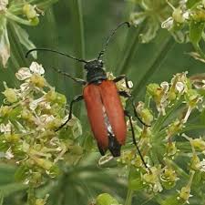 Attēlu rezultāti vaicājumam “Anastrangalia sanguinolenta”