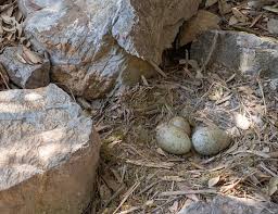 Attēlu rezultāti vaicājumam “Larus argentatus nest”