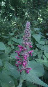 Attēlu rezultāti vaicājumam “Stachys sylvatica flower”