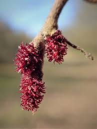 Attēlu rezultāti vaicājumam “Alnus glutinosa flower”