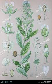 Attēlu rezultāti vaicājumam “Thlaspi arvense”