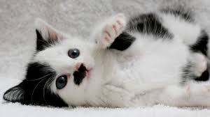 Image result for kitler