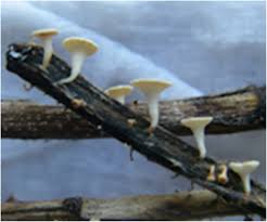 Attēlu rezultāti vaicājumam “Hymenoscyphus sp.”