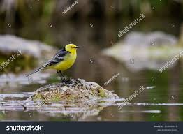 Attēlu rezultāti vaicājumam “Motacilla citreola male”