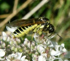 Attēlu rezultāti vaicājumam “Tenthredo campestris female”