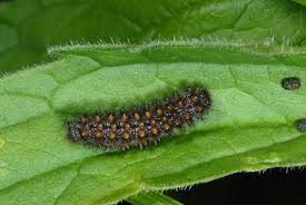 Attēlu rezultāti vaicājumam “Melitaea diamina underside”