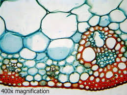 Attēlu rezultāti vaicājumam “Zea mays leaf”