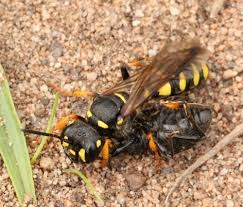 Attēlu rezultāti vaicājumam “Crabronidae”