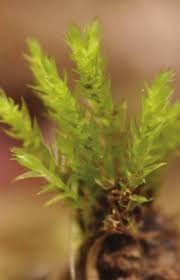 Attēlu rezultāti vaicājumam “Pohlia annotina”