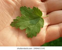 Attēlu rezultāti vaicājumam “Ribes alpinum leaf”