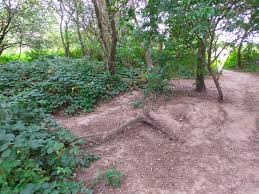 Image result for Long Ditton Cc