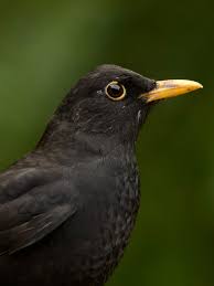 Attēlu rezultāti vaicājumam “Turdus merula male”