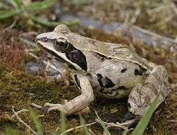 Attēlu rezultāti vaicājumam “Ranidae”