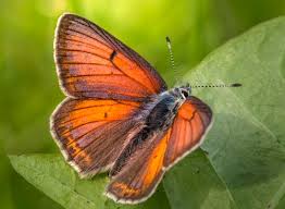 Attēlu rezultāti vaicājumam “Lycaena hippothoe”
