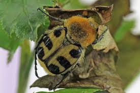 Attēlu rezultāti vaicājumam “Trichius fasciatus imago”