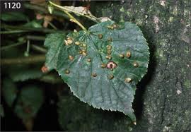 Attēlu rezultāti vaicājumam “Eriophyes padi”