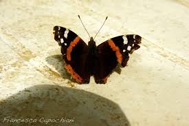 Attēlu rezultāti vaicājumam “Vanessa atalanta underside”