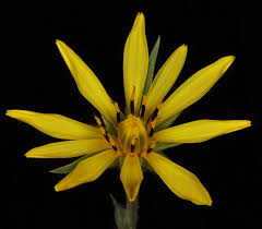 Attēlu rezultāti vaicājumam “Tragopogon pratensis subsp. pratensis flower”