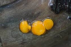 Attēlu rezultāti vaicājumam “Miladina lecithina”