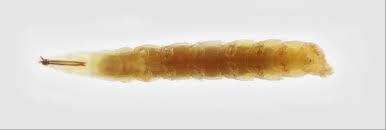 Attēlu rezultāti vaicājumam “Empididae”