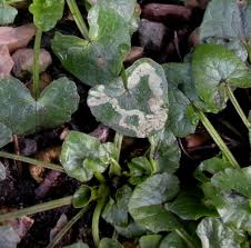 Attēlu rezultāti vaicājumam “Phytomyza ranunculi”