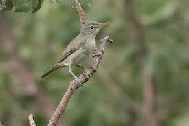 Image result for Hippolais olivetorum