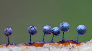 Attēlu rezultāti vaicājumam “Lamproderma violaceum”