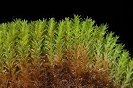 Attēlu rezultāti vaicājumam “Dichodontium pellucidum”