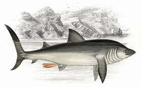 Image result for Cetorhinus maximus